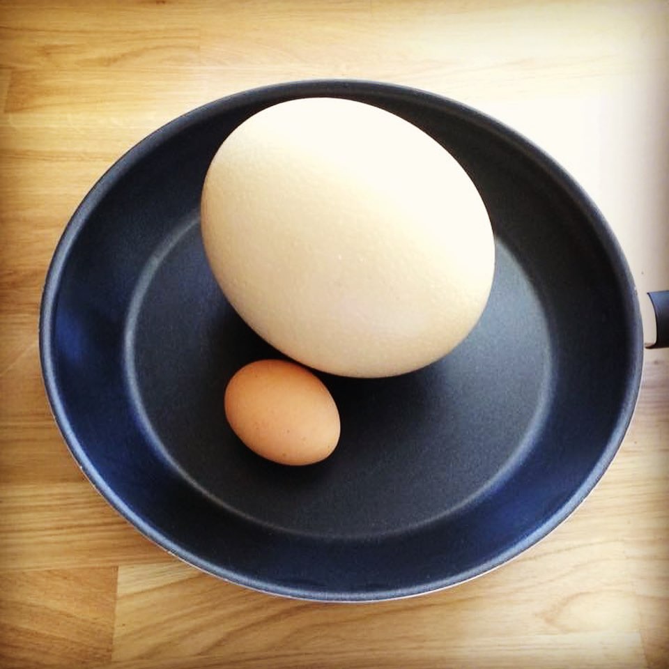 Ostrich eggs – Little Rowater Farm Shop